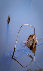 IMG_2385alr-1