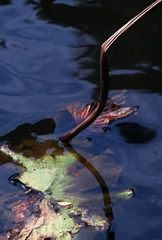 IMG_2416alr-1