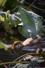 IMG_2424alr-1