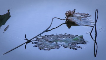 IMG_2447alr-1