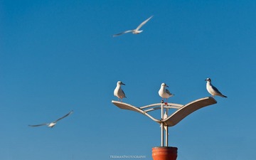20111231-_FYP2868s.jpg