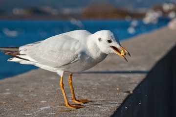 20111231-_FYP2919s.jpg