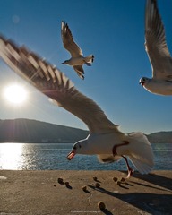 20111231-_FYP2952s.jpg