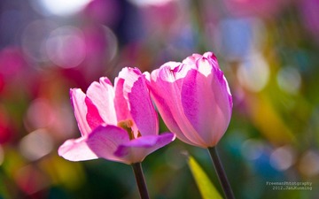 20120127-_FYP42510.JPG
