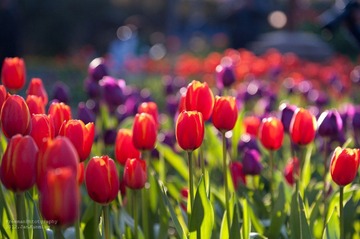 20120127-_FYP42870.JPG