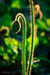 20120127-_FYP42910.JPG