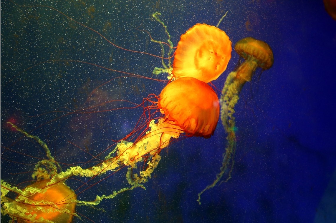 jellyfish