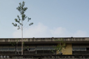 红砖厂·屋上小树