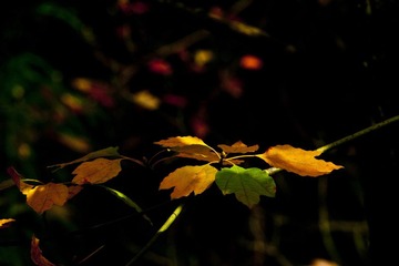 植物园枫叶20111023_9.jpg