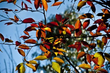 植物园枫叶20111023_12 - 副本 - 副本.jpg
