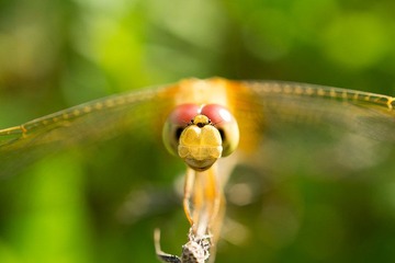 DSC02806a.jpg