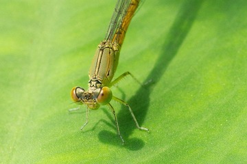DSC00496a1.jpg