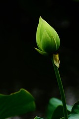 519BB988-B80A-4CC3-AB07-9999E3CB8F30/L0/001