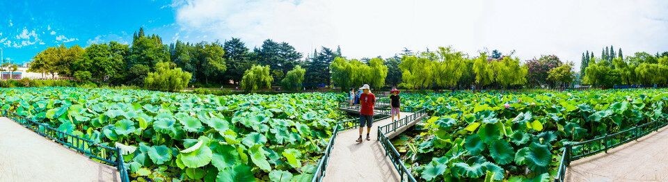 青岛小西湖荷塘全景<br />
摄于青岛中山公园小西湖，9张拼接