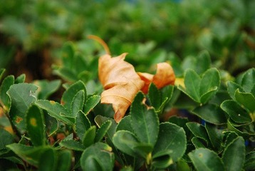 DSC_2388.JPG