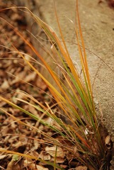 DSC_2433.JPG