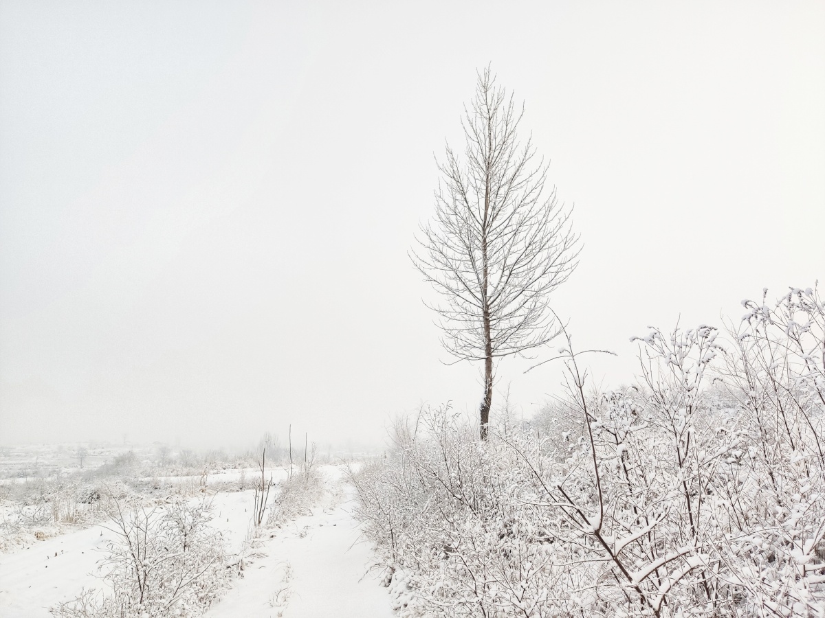 孤独的树屹立风雪中
