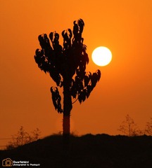 IMG_4690.JPG