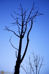 IMG_4731.JPG