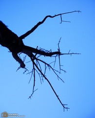 IMG_4732.JPG