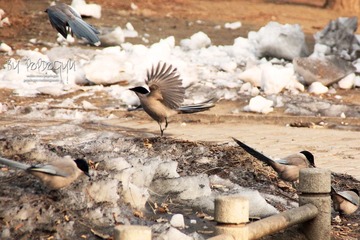IMG_7736.JPG