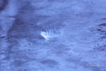 IMG_9963.JPG