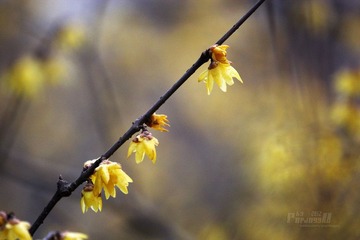 IMG_9950.JPG