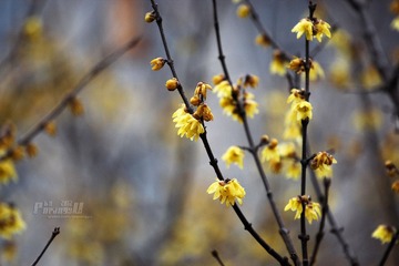 IMG_9944.JPG
