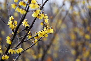 IMG_9943.JPG