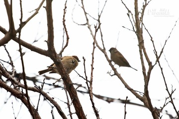 IMG_0166.JPG