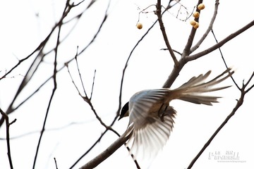 IMG_0687.JPG