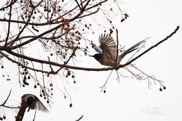 IMG_0613.JPG