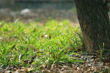 IMG_1418.JPG