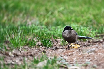 IMG_1451.JPG