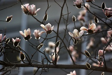 IMG_1554.JPG