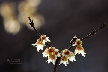 IMG_1414.JPG