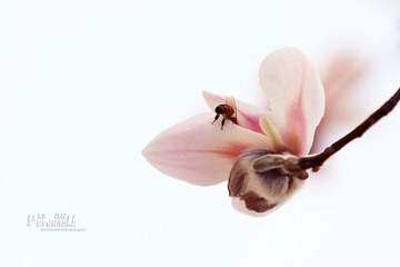 IMG_1570.JPG