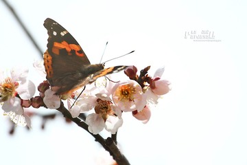 IMG_1767.JPG