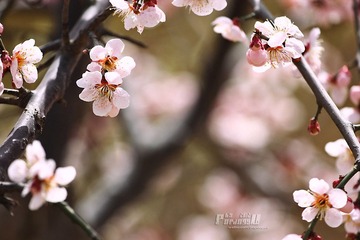 IMG_1772.JPG