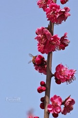 IMG_1968.JPG