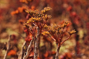 IMG_1987.JPG