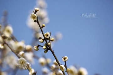 IMG_1999.JPG
