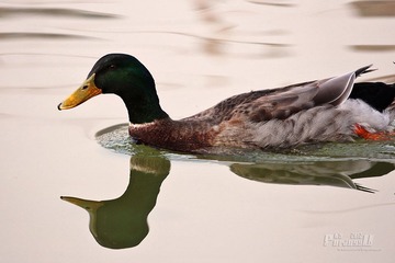 IMG_2512.JPG