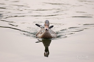 IMG_2527.JPG