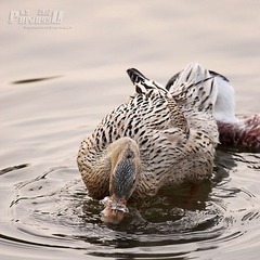 IMG_2531.JPG