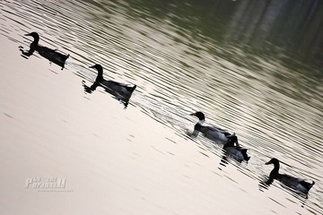 IMG_2655.JPG