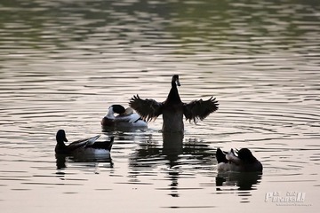 IMG_2656.JPG
