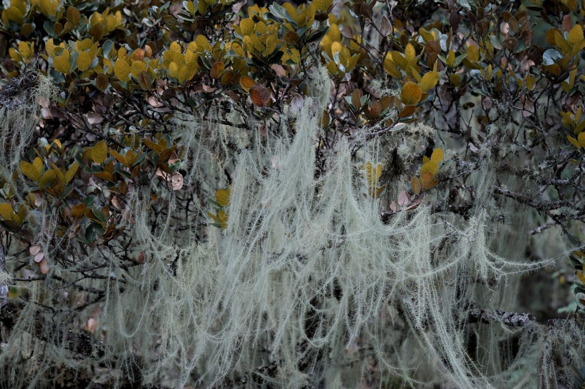 树胡子,学名松萝,一种苔藓植物.