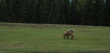 DSC_0137a.jpg