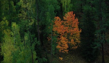DSC_0581a.jpg
